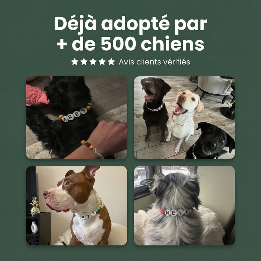 Pack Duo - Colliers personnalisés unique pour chien avec leurs noms (x2)